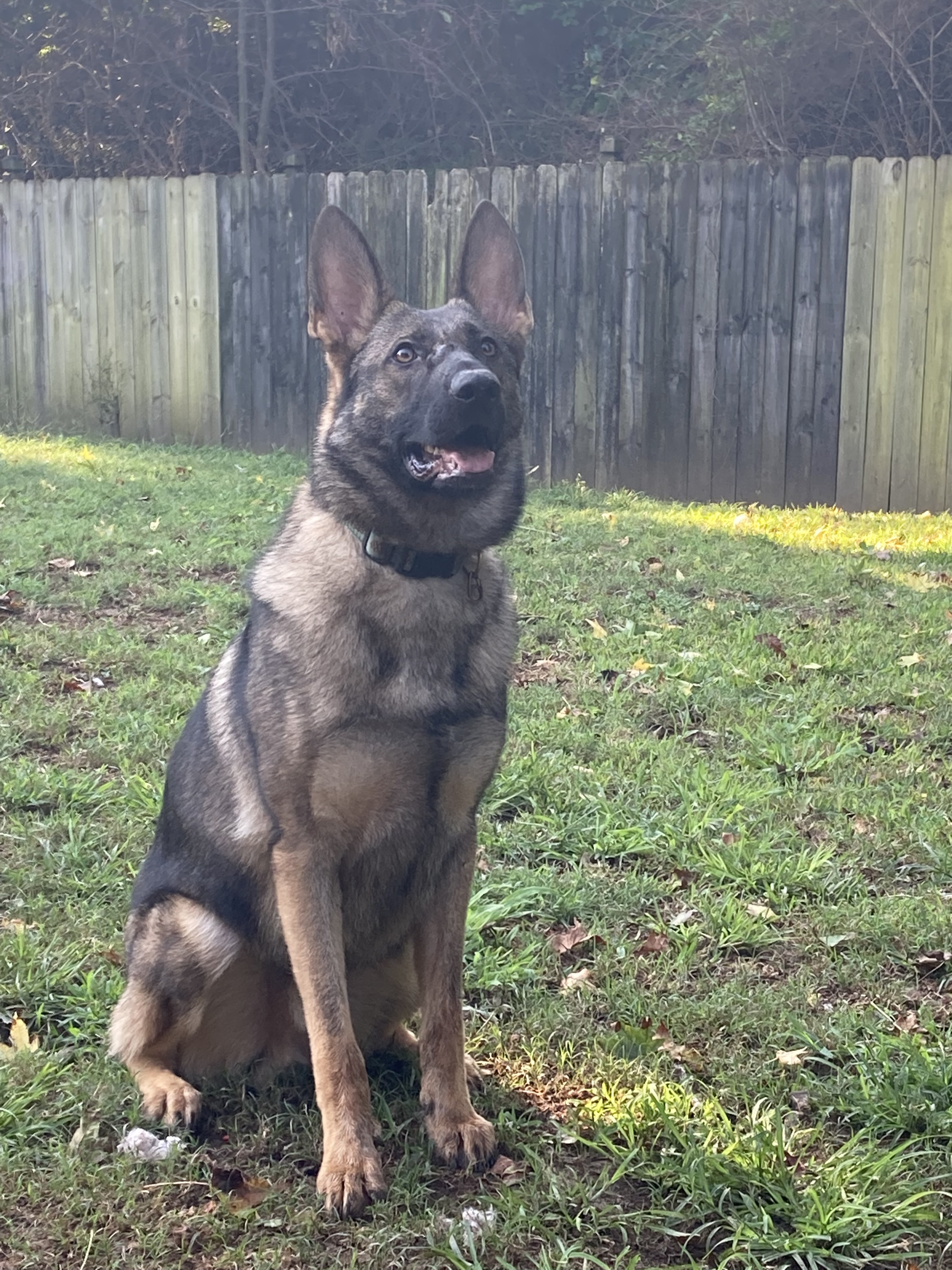 Dog For Adoption Gunter A German Shepherd Dog In Alabaster Al Petfinder