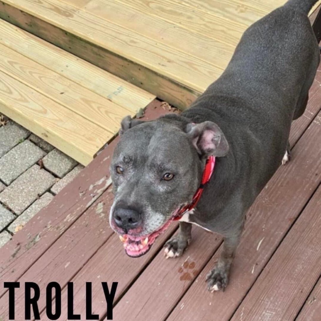 Trolly, an adoptable American Staffordshire Terrier, American Bulldog in Avon, OH, 44145 | Photo Image 1