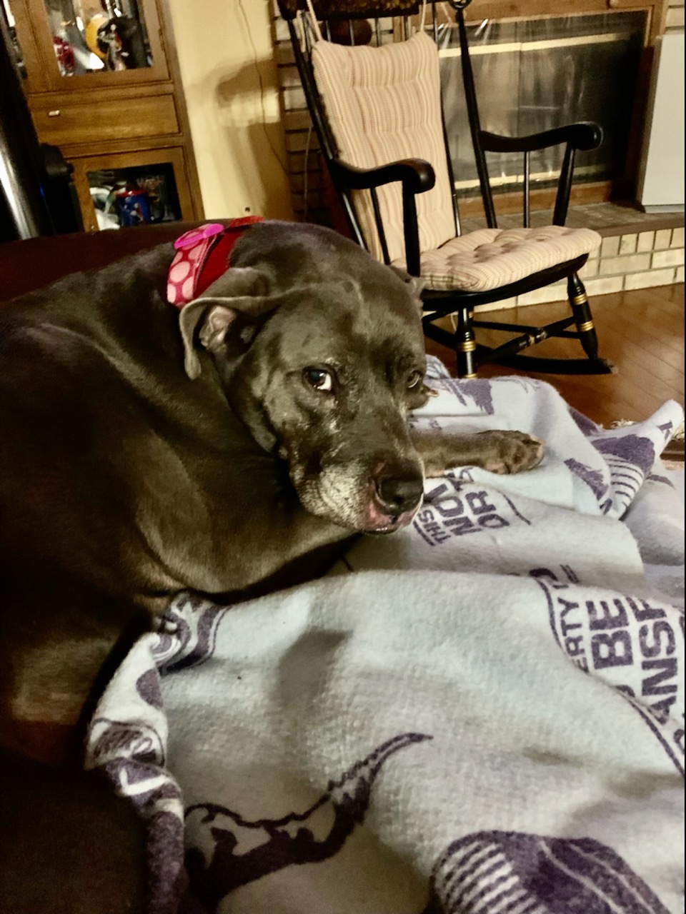 Trolly, an adoptable American Staffordshire Terrier, American Bulldog in Avon, OH, 44145 | Photo Image 2