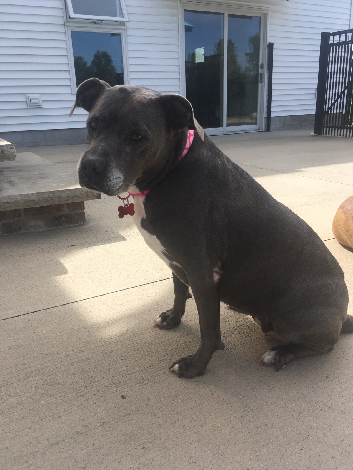 Trolly, an adoptable American Staffordshire Terrier, American Bulldog in Avon, OH, 44145 | Photo Image 4