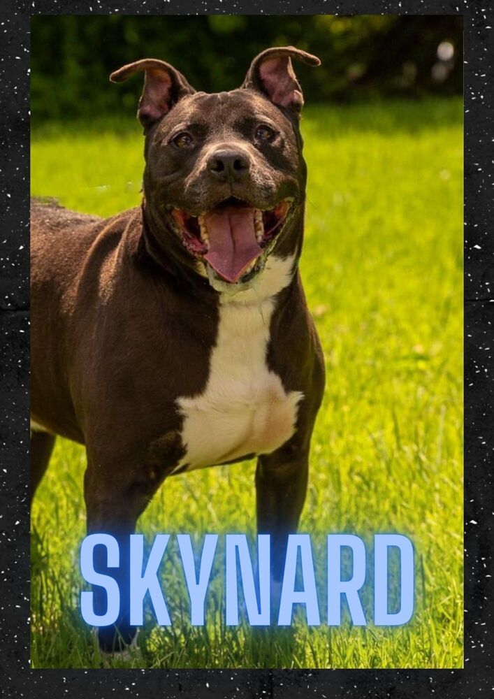 Skynard, an adoptable Mixed Breed in Richmond, IN, 47374 | Photo Image 1