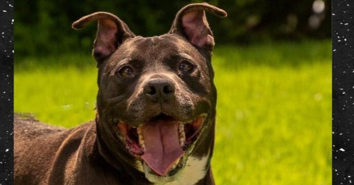 Skynard, an adoptable Mixed Breed, American Bully in Richmond, IN, 47374 | Photo Image 1