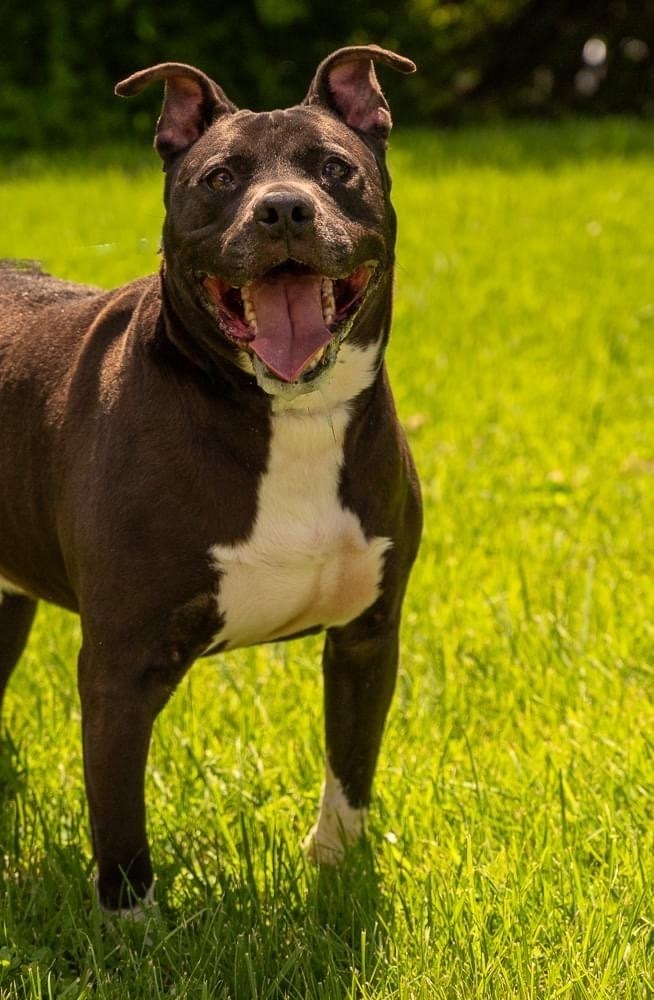 Skynard, an adoptable Mixed Breed, American Bulldog in Richmond, IN, 47374 | Photo Image 2