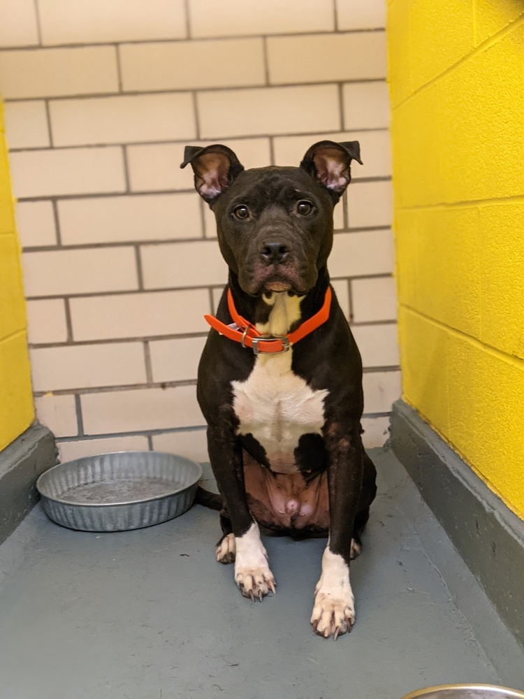 Skynard, an adoptable Mixed Breed, American Bully in Richmond, IN, 47374 | Photo Image 3
