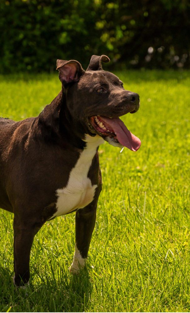 Skynard, an adoptable Mixed Breed, American Bully in Richmond, IN, 47374 | Photo Image 3