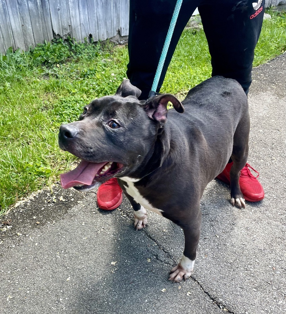 Skynard, an adoptable Mixed Breed, American Bully in Richmond, IN, 47374 | Photo Image 4