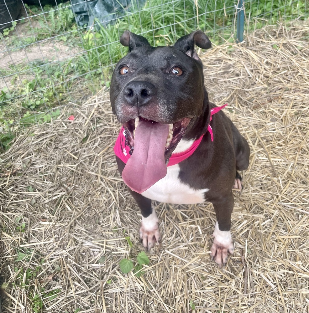 Skynard, an adoptable Mixed Breed, American Bulldog in Richmond, IN, 47374 | Photo Image 6