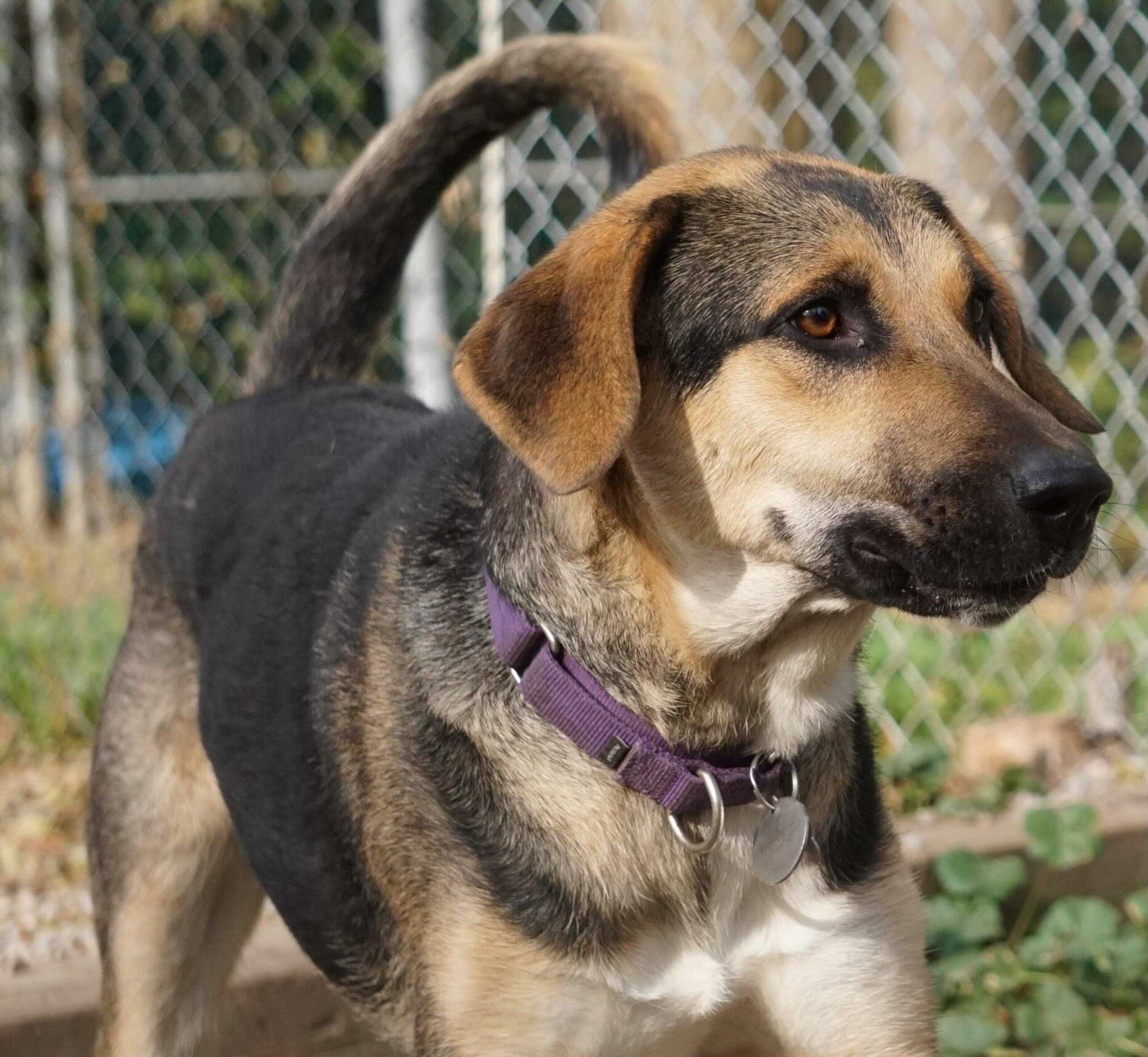 Berry, an adoptable German Shepherd Dog in Toronto, ON, M6J 3S8 | Photo Image 2