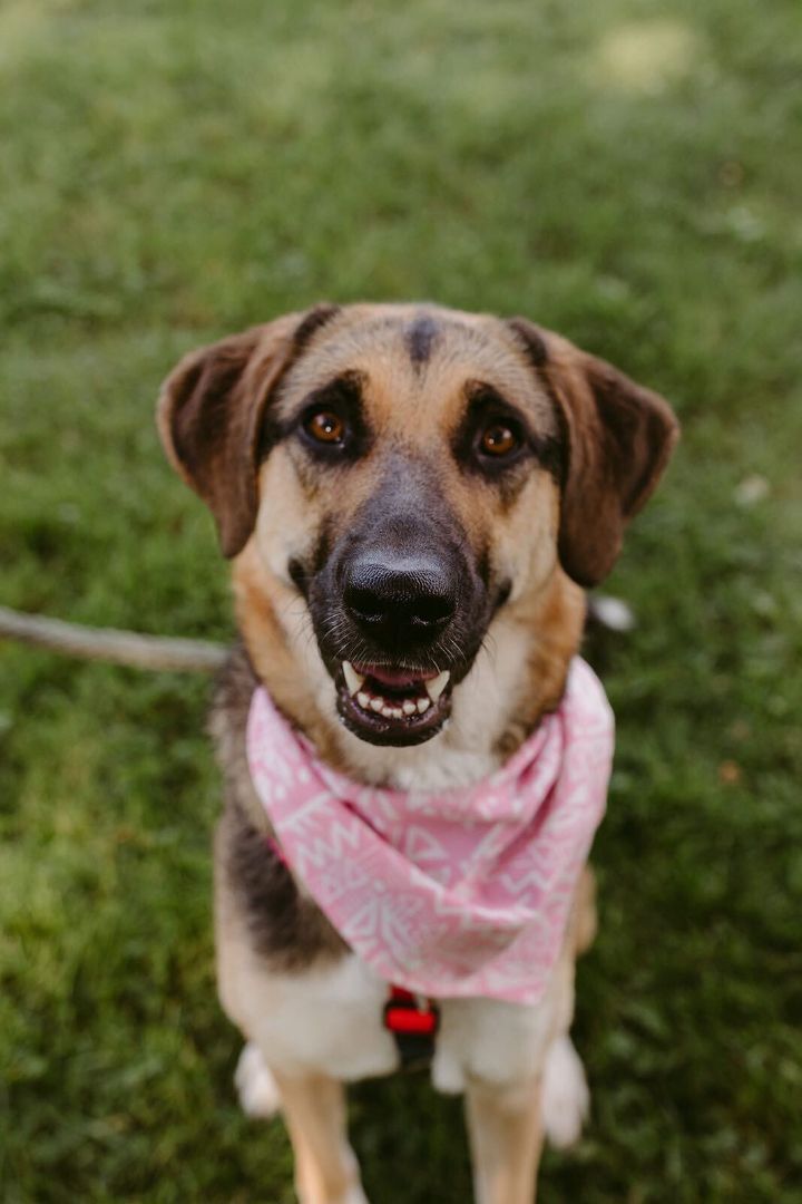 Berry, an adoptable German Shepherd Dog in Toronto, ON, M6J 3S8 | Photo Image 3