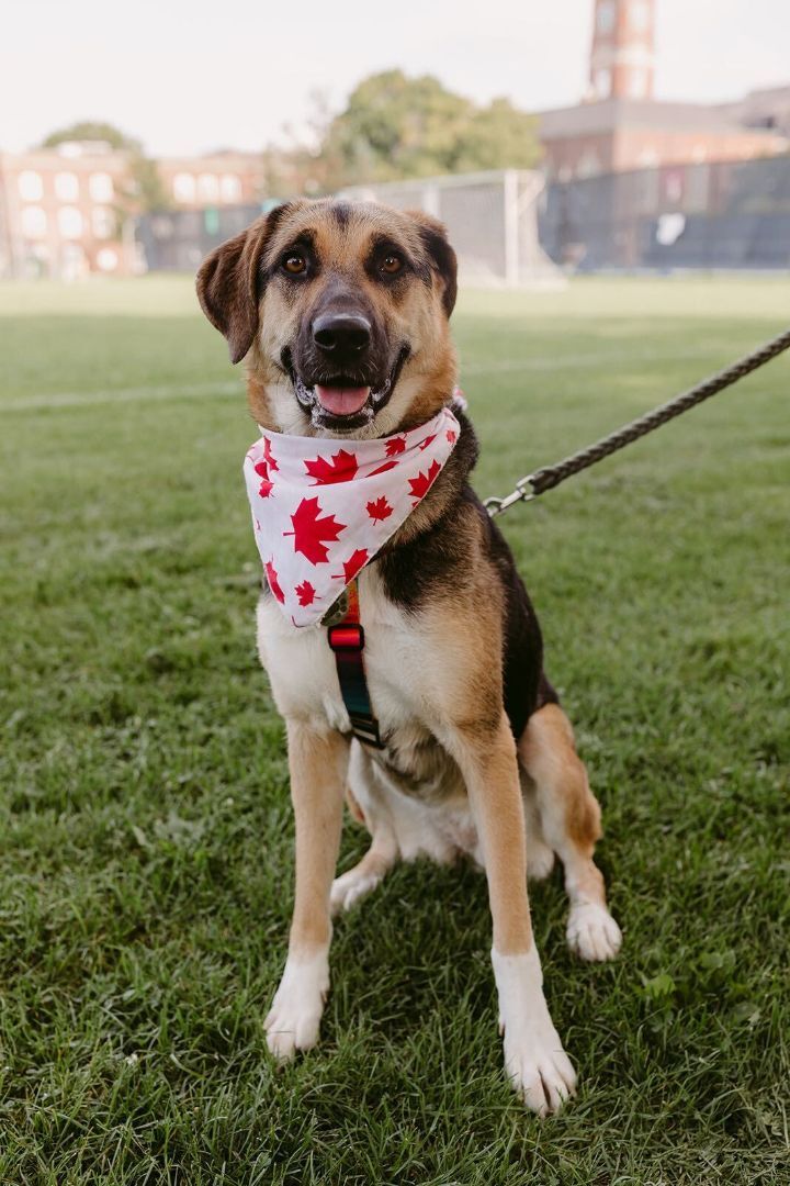 Berry, an adoptable German Shepherd Dog in Toronto, ON, M6J 3S8 | Photo Image 4
