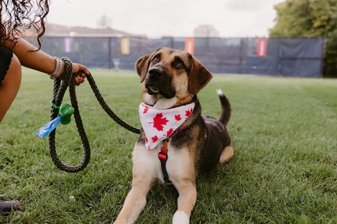 Berry, an adoptable German Shepherd Dog in Toronto, ON, M6J 3S8 | Photo Image 6