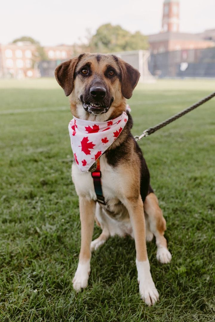Berry, an adoptable German Shepherd Dog in Toronto, ON, M6J 3S8 | Photo Image 1