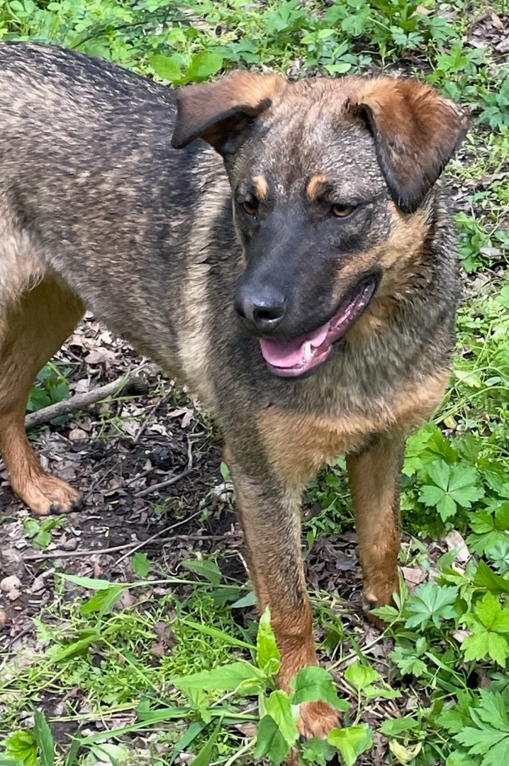 Chive, an adoptable Shepherd in Plainfield, IN, 46168 | Photo Image 1