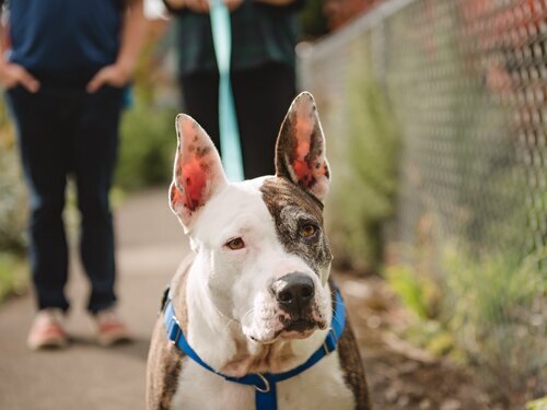 Orion (Foster), an adoptable American Staffordshire Terrier, Australian Cattle Dog / Blue Heeler in Portland, OR, 97206 | Photo Image 1