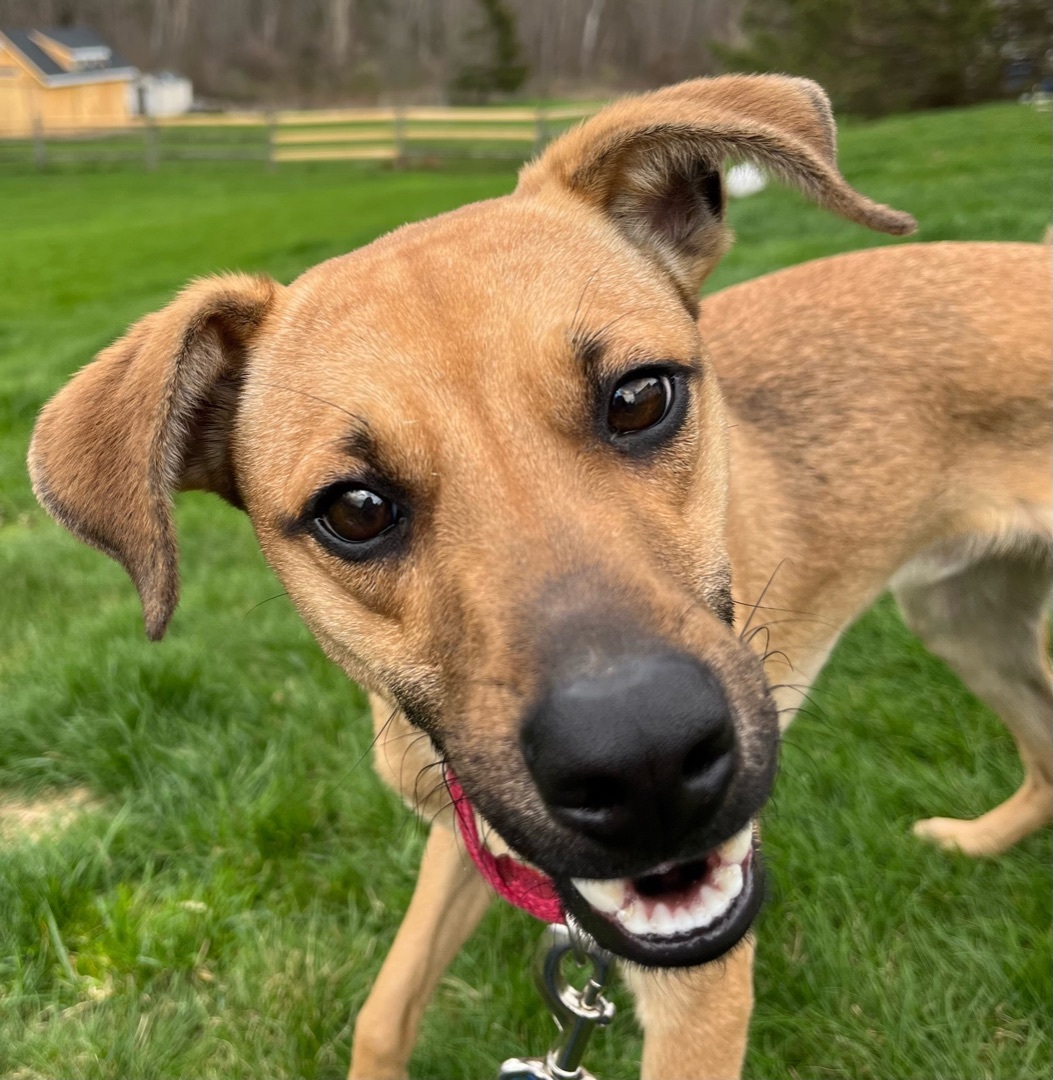 Brady, an adoptable Whippet, Hound in Warwick, NY, 10990 | Photo Image 3