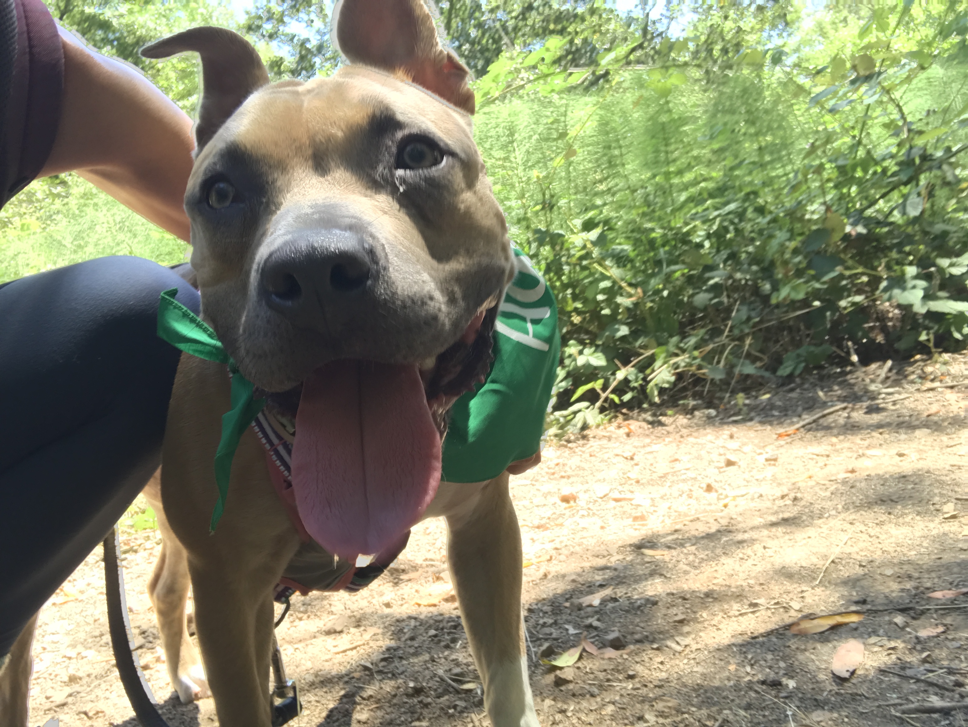 Emerald, an adoptable American Staffordshire Terrier in San Francisco, CA, 94110 | Photo Image 2