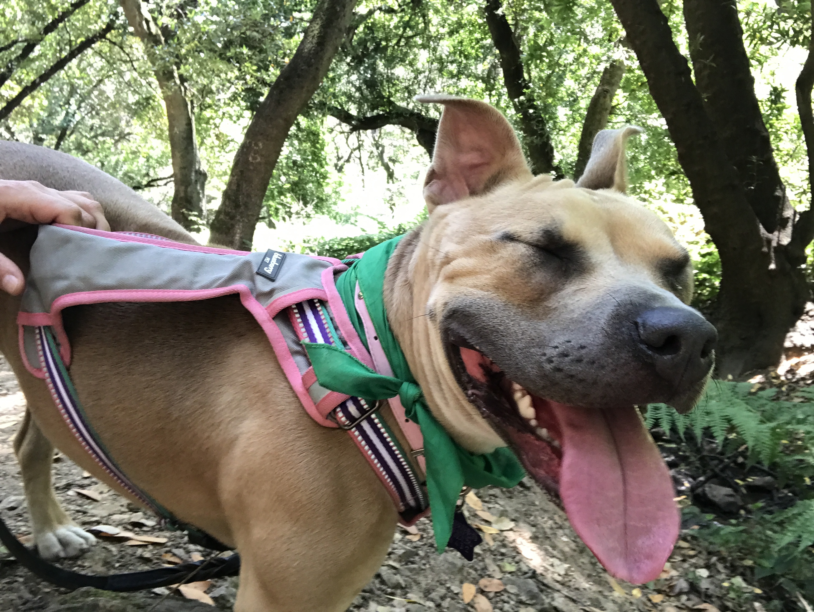 Emerald, an adoptable American Staffordshire Terrier in San Francisco, CA, 94110 | Photo Image 3