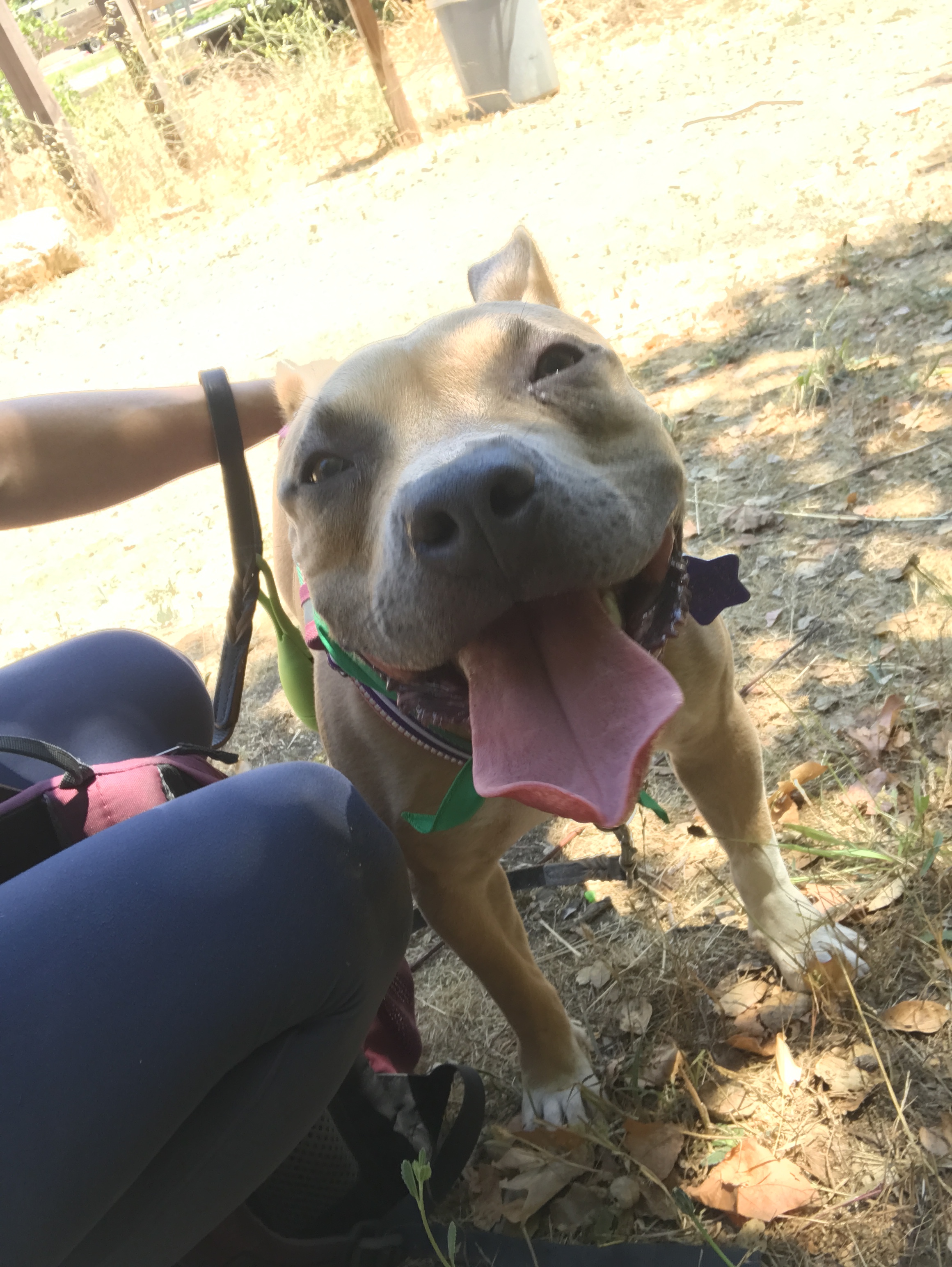 Emerald, an adoptable American Staffordshire Terrier in San Francisco, CA, 94110 | Photo Image 4