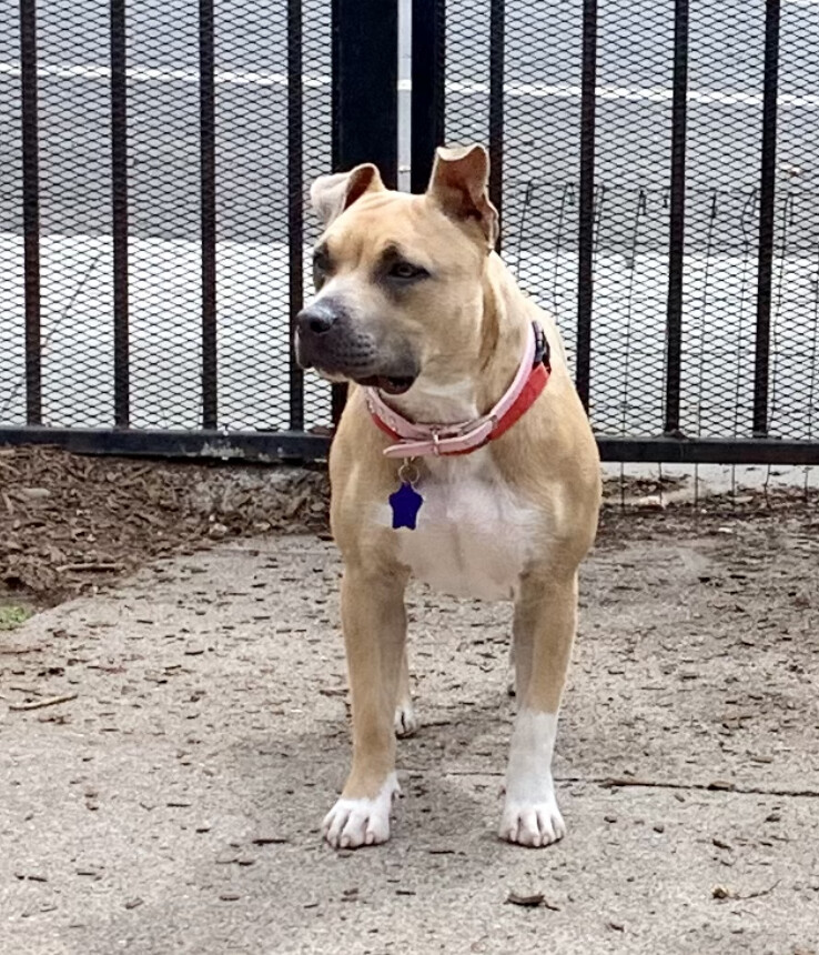 Emerald, an adoptable American Staffordshire Terrier in San Francisco, CA, 94110 | Photo Image 5