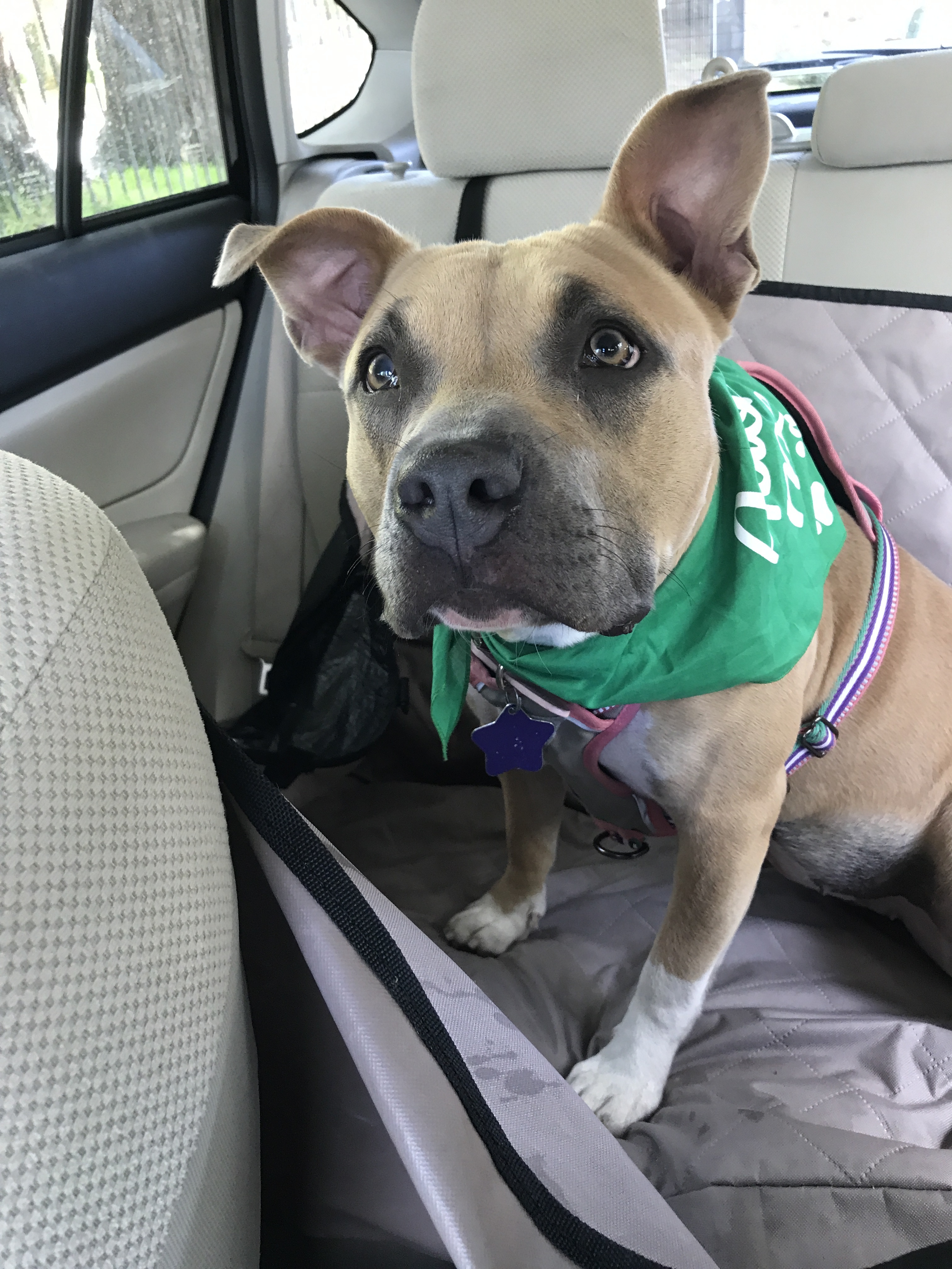 Emerald, an adoptable American Staffordshire Terrier in San Francisco, CA, 94110 | Photo Image 1