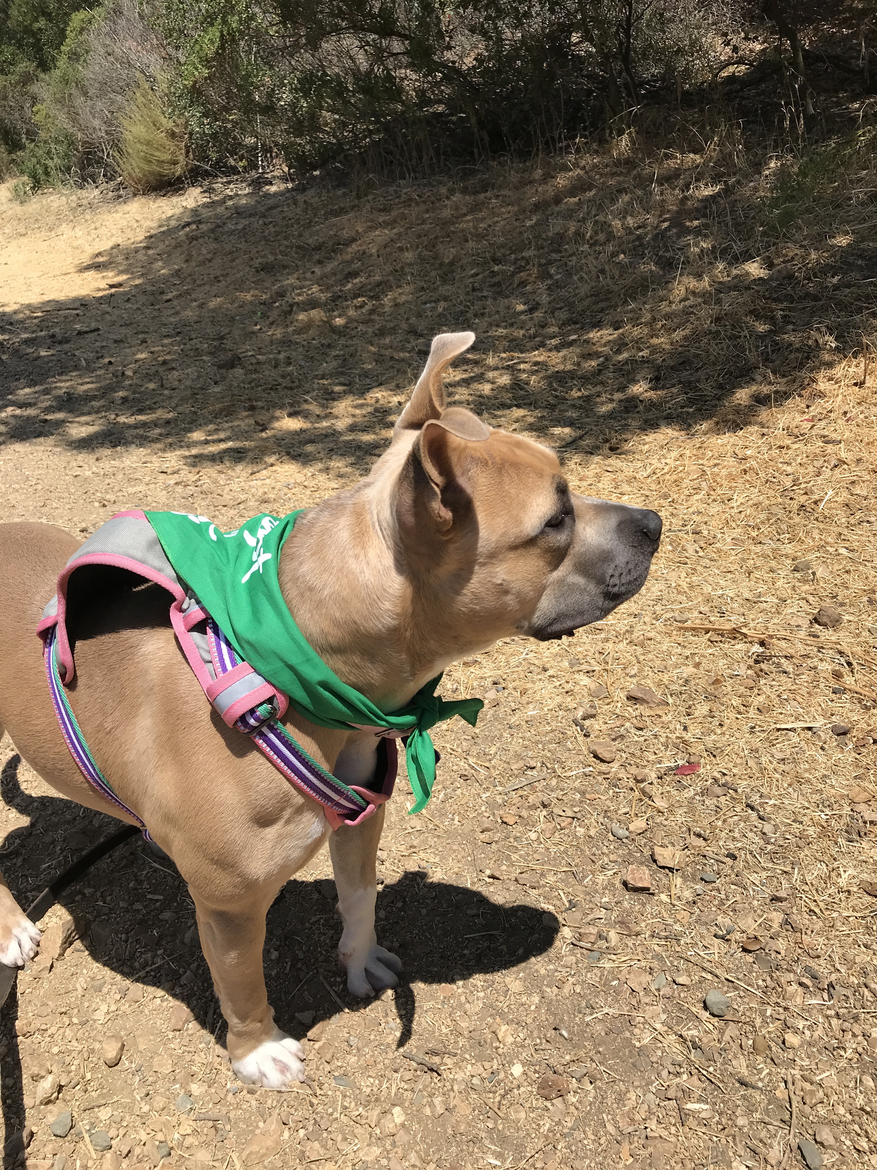 Emerald, an adoptable American Staffordshire Terrier in San Francisco, CA, 94110 | Photo Image 6