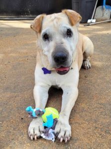 Shanandoah, an adoptable Shar-Pei in San Francisco, CA, 94110 | Photo Image 2