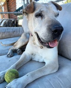 Shanandoah, an adoptable Shar-Pei in San Francisco, CA, 94110 | Photo Image 4