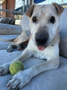 Shanandoah is a ridiculously cute 11 year-old Shar Pei that lives for snacks a sunny day a little 