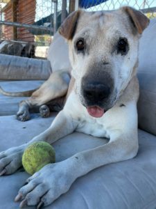 Shanandoah is a ridiculously cute 11 year-old Shar Pei that lives for snacks a 