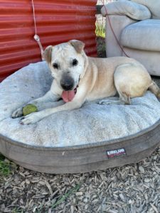 Shanandoah, an adoptable Shar-Pei in San Francisco, CA, 94110 | Photo Image 5