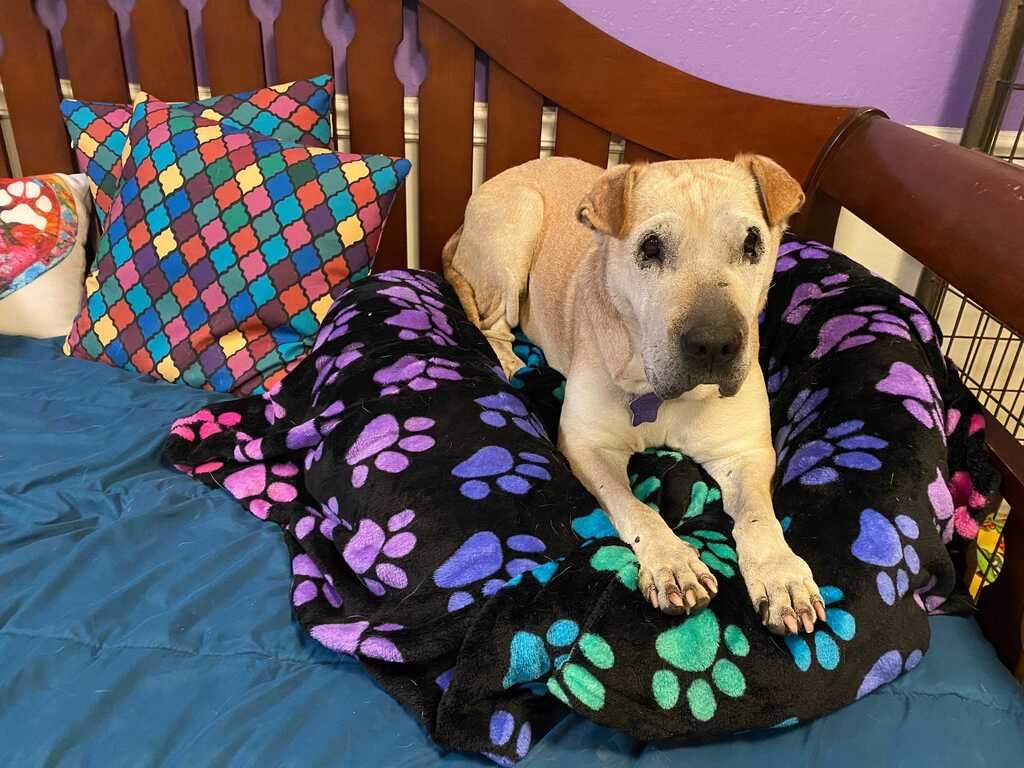 Shanandoah, an adoptable Shar-Pei in San Francisco, CA, 94110 | Photo Image 6