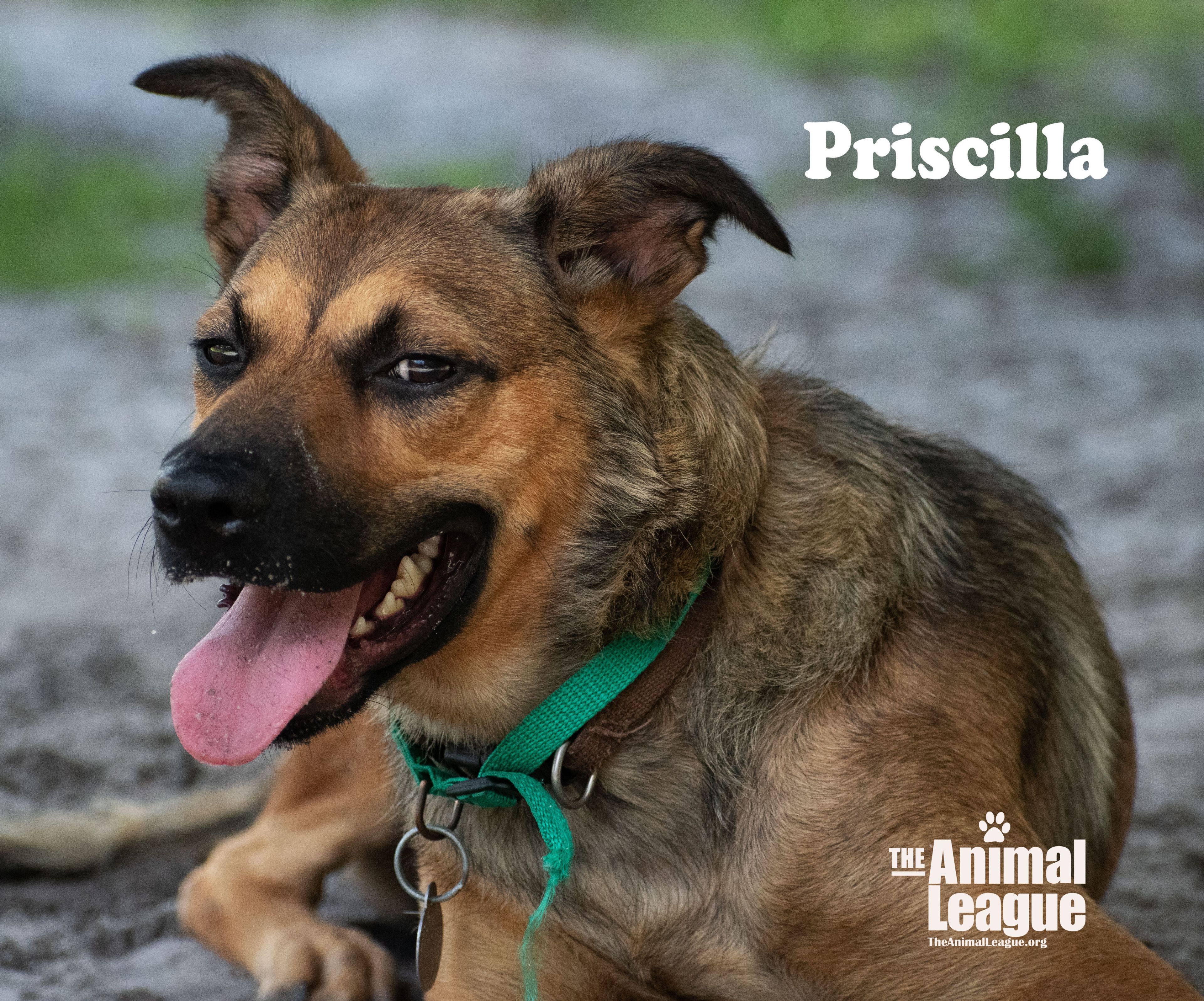 Priscilla detail page