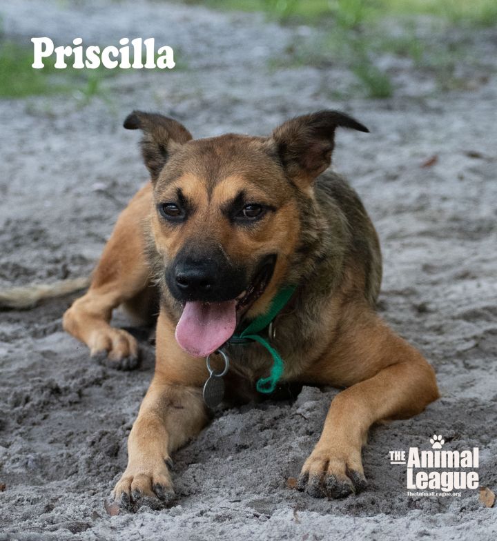 Priscilla 3