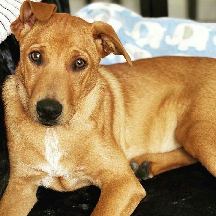 Ginger is in desperate need of a home, an adoptable Labrador Retriever, Terrier in Ashland City, TN, 37015 | Photo Image 2