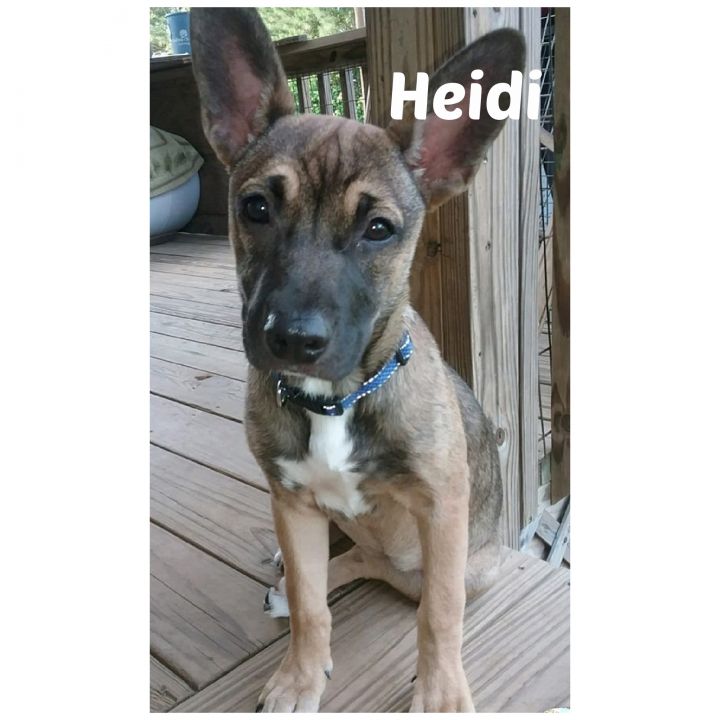 Heidi 1