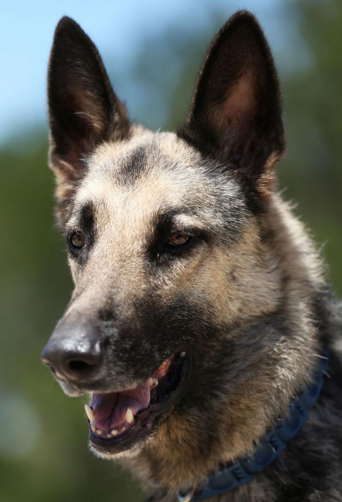 Sable rock hot sale german shepherds