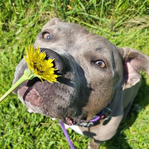 Julie Iris, an adoptable Pit Bull Terrier, Mixed Breed in Buffalo, NY, 14226 | Photo Image 1