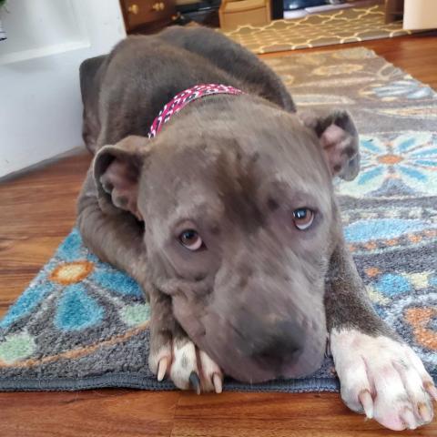 Julie Iris, an adoptable Pit Bull Terrier, Mixed Breed in Buffalo, NY, 14226 | Photo Image 2