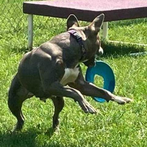 Julie Iris, an adoptable Pit Bull Terrier, Mixed Breed in Buffalo, NY, 14226 | Photo Image 3