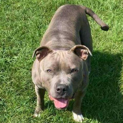 Julie Iris, an adoptable Pit Bull Terrier, Mixed Breed in Buffalo, NY, 14226 | Photo Image 4