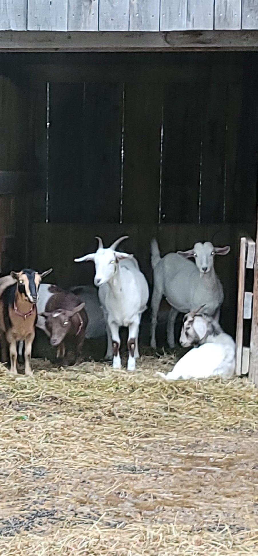 Goats For Adoption detail page