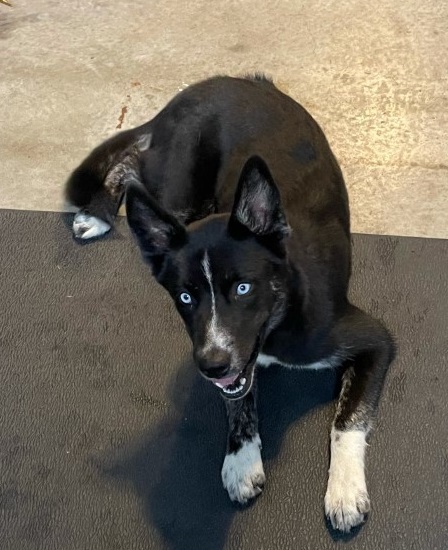 Dog For Adoption Raven A Husky Mix In Tahlequah Ok Petfinder