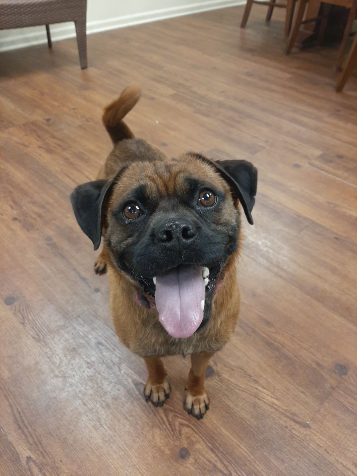 Cookie, an adoptable Pug & Labrador Retriever Mix in Lake Odessa, MI_image-1