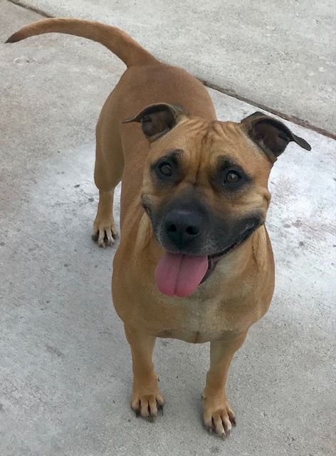 Amira, an adoptable Pit Bull Terrier, American Staffordshire Terrier in Sandusky, MI, 48471 | Photo Image 3