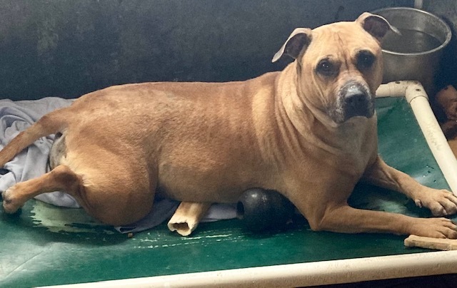 Amira, an adoptable Pit Bull Terrier, American Staffordshire Terrier in Sandusky, MI, 48471 | Photo Image 4