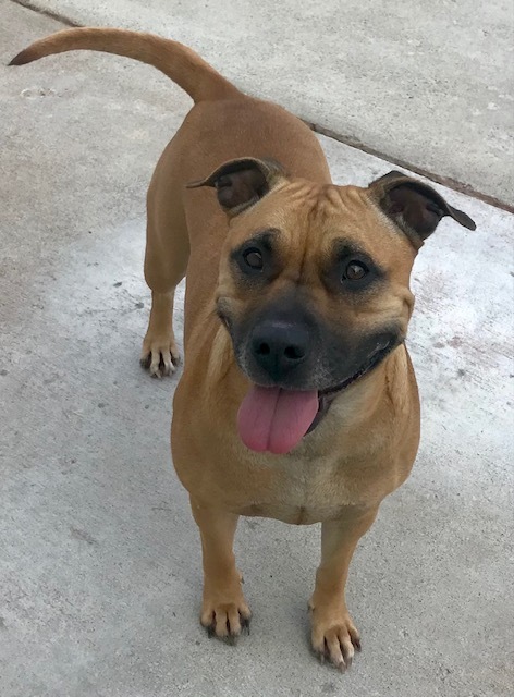Amira, an adoptable Pit Bull Terrier, American Staffordshire Terrier in Sandusky, MI, 48471 | Photo Image 5