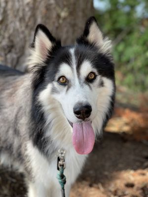 how to feed a underweight alaskan malamute puppy