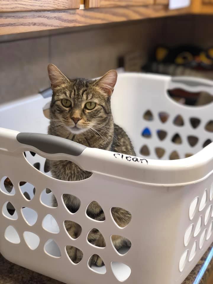 Karen, an adoptable Domestic Short Hair in Crystal Lake, IL, 60012 | Photo Image 4