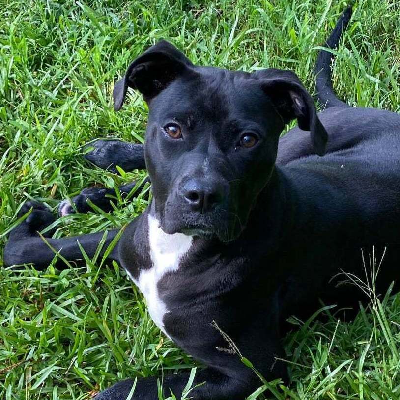 Max, an adoptable Boxer, Labrador Retriever in Rochester, NY, 14609 | Photo Image 2