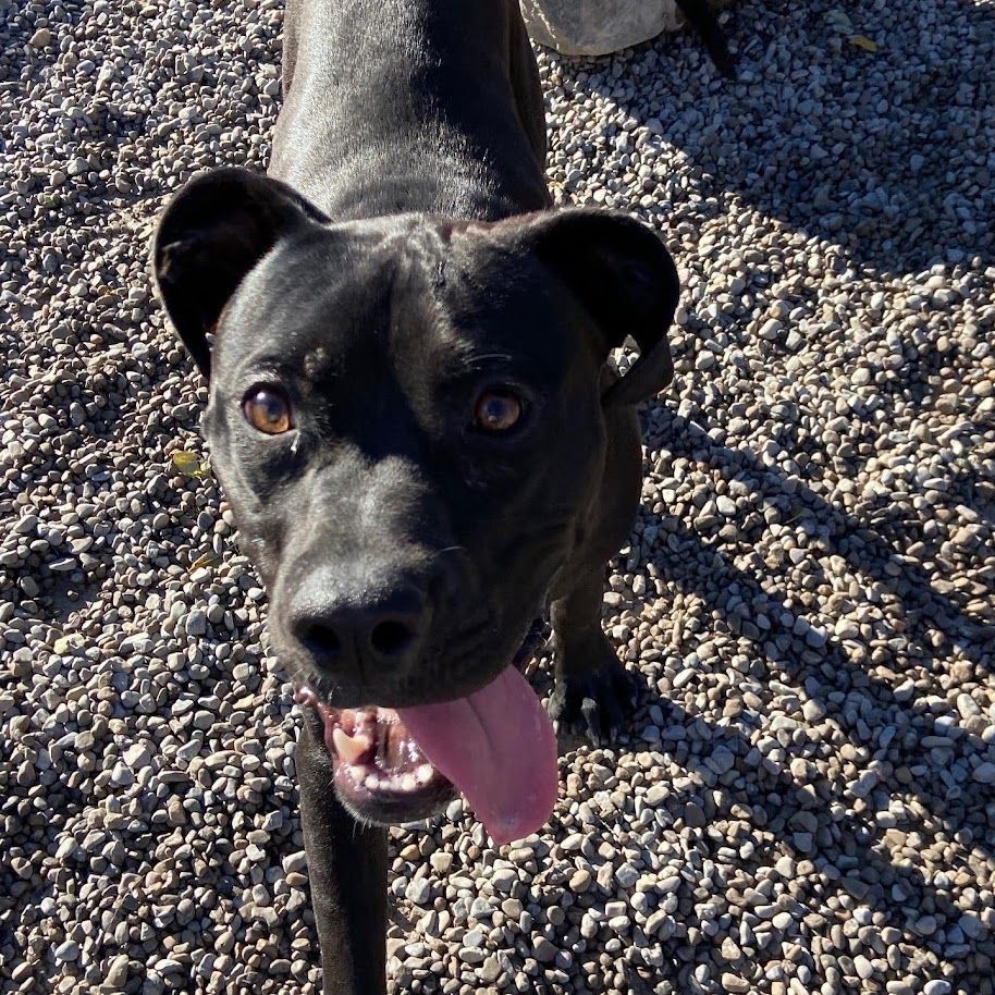 Max, an adoptable Boxer, Labrador Retriever in Rochester, NY, 14609 | Photo Image 2